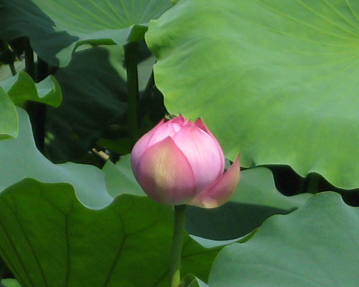 无码人妻熟妇AV又粗又大A片