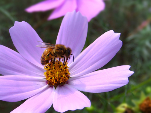 无码人妻熟妇AV又粗又大A片