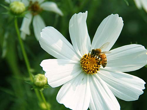 无码人妻熟妇AV又粗又大A片