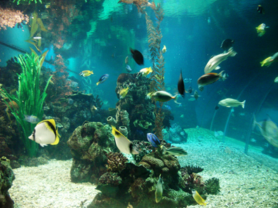 无码人妻熟妇AV又粗又大A片